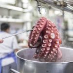 BR Pulpo 773C5860