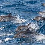 DELFINES