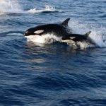 ORCA